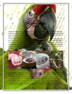 Ornithology / The Ara Project / Taxonomy / Military Macaw / Scarlet Macaw / Macaws / Ara / Fauna of South America