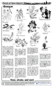 Flora of New South Wales / Trees of Australia / Acacia greggii / Yucca elata / Sapindaceae / Ornamental trees / Averrhoa carambola / Cupaniopsis newmanii / Flora of the United States / Flora / Medicinal plants