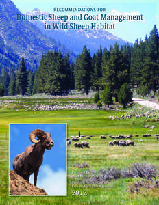 RECOMMENDATIONS FOR  Domestic Sheep and Goat Management in Wild Sheep Habitat  Prepared by the