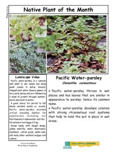 Oenanthe sarmentosa / Botany / Parsley / Water dropwort / Wetland / Persicaria amphibia / Apiaceae / Biology / Ecology