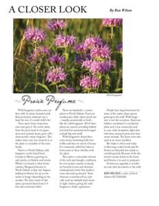 CRAIG BIHRLE  A CLOSER LOOK  Prairie Perfume  Wild bergamot