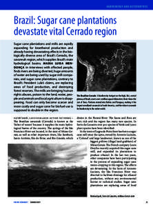 Agroenergy and alternatives  Brazil: Sugar cane plantations devastate vital Cerrado region Sugar cane plantations and mills are rapidly expanding for bioethanol production and