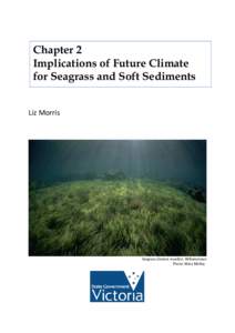 Chapter 2 Implications of Future Climate for Seagrass and Soft Sediments Liz Morris  Seagrass Zostera muelleri, Williamstown
