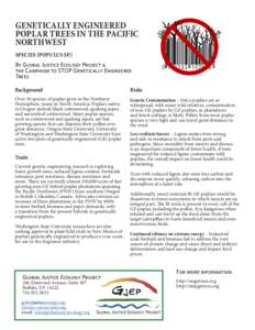 GENETICALLY ENGINEERED POPLAR TREES IN THE PACIFIC NORTHWEST SPECIES (POPULUS SP.)  By Global Justice Ecology Project &