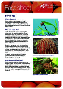 Fact sheet Brown rot What is Brown rot? Clemson University - USDA Cooperative Extension Slide Series, Bugwood.org