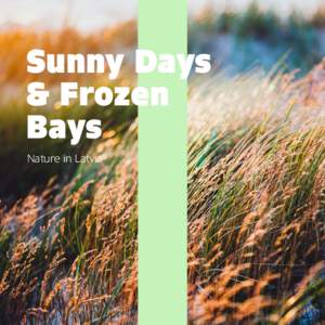 Sunny Days & Frozen Bays Nature in Latvia  1