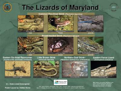 Coal Skink / Five-lined Skink / Eumeces fasciatus / Broad-headed Skink / Scincella / Six-lined Racerunner / Eumeces / Spiny lizard / Wildlife of North Carolina / Herpetology / Skinks / Plestiodon