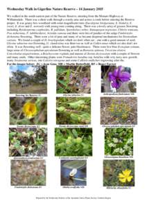 Pittosporaceae / Trees of Australia / Asteraceae / Faboideae / Chrysocephalum / Fimbristylis / Lomandra / Vittadinia / Bursaria spinosa / Eudicots / Asterids / Flora of New South Wales