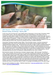 Wild Futures - Project Report From The Field Bandicoot Numbers Are Growing! – February 2015 It was a busy end to the year with our last trapping session taking place in the last week of November, before the hot summer 