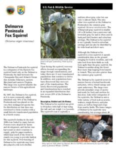 Fox squirrel / Geography of the United States / Eastern gray squirrel / Zoology / Sciurus / Delmarva Peninsula / Squirrel / Vagn F. Flyger / Northern flying squirrel / Tree squirrels / Delmarva fox squirrel / Fauna of Europe