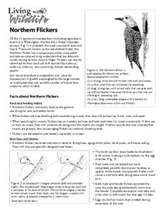 Northern Flickers Of the 11 species of woodpeckers (including sapsuckers) that live in Washington, the Northern flicker (Colaptes auratus, Fig. 1) is probably the most commonly seen and heard. Previously known as the red