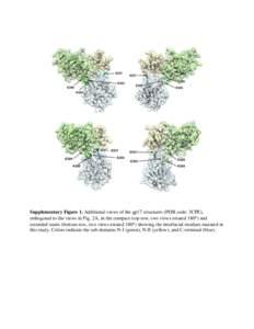 Supplementary Figure 1. Additional views of the gp17 structures (PDB code: 3CPE), orthogonal to the views in Fig. 2A, in the compact (top row, two views rotated 180) and extended states (bottom row, two views rotated 