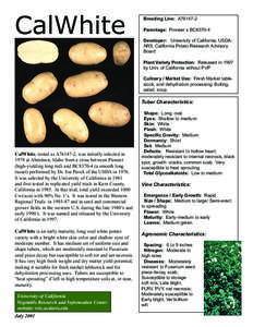 CalWhite  Breeding Line: A76147-2 Parentage: Pioneer x BC8370-4 Developer: University of California, USDAARS, California Potato Research Advisory Board