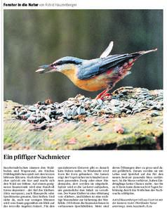 Fenster in die Natur von Astrid Hauzenberger  Ein pfiffiger Nachmieter Buschwindröschen säumen den Waldboden und Wegesrand, ein frisches Frühlingslüftchen spielt mit den letzten leblosen Blättern. Hoch über dem Bes