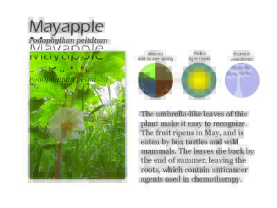 Mayapple  Podophyllum peltatum Blooms mid- to late spring