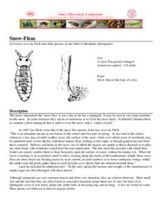 IDL  INSECT DIAGNOSTIC LABORATORY Cornell University, Dept. of Entomology, 2144 Comstock Hall, Ithaca NY[removed]Snow-Fleas