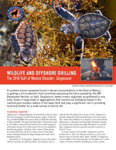 Wildlife and OffshOre drilling the 2010 Gulf of mexico disaster: sargassum