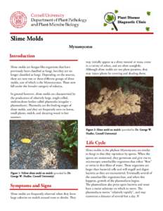 S	 lime Molds Myxomycetes Introduction Slime molds are fungus-like organisms that have previously been classified as fungi, but they are no