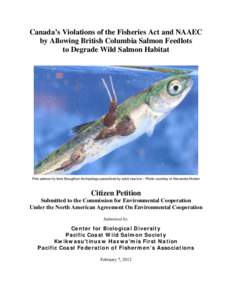 Canada’s Violations of the Fisheries Act and NAAEC by Allowing British Columbia Salmon Feedlots to Degrade Wild Salmon Habitat Pink salmon fry from Broughton Archipelago parasitized by adult sea lice – Photo courtesy