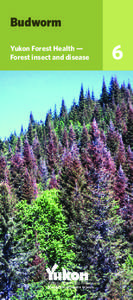 Budworm Yukon Forest Health — Forest insect and disease Energy, Mines and Resources Forest Management Branch