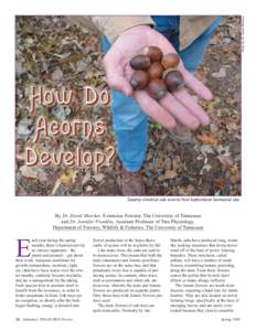 Photo by Dr. David Mercker  Swamp chestnut oak acorns from bottomland hardwood site. By Dr. David Mercker, Extension Forester, The University of Tennessee and Dr. Jennifer Franklin, Assistant Professor of Tree Physiology