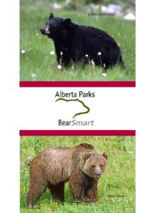 Grizzly Bear (Ursus artos)