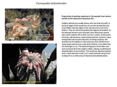 Sunflower starfish / Zoology / Pisaster / Caeca / McDaniel / Asteroidea / Pycnopodia / Starfish