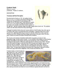 Knobbed Whelk Busycon carica Contributor: William D. Anderson