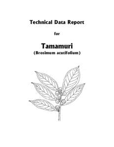 Technical Data Report for Tamamuri (Brosimum acutifolium)