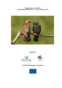 Red-footed Falcon / Falconidae / Amur Falcon / Eurasia / Falcon / Zoology / Saker Falcon / Falco / Birds of prey / Ornithology