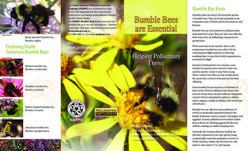 Pollinators / Symbiosis / Bees / Bumble bee / Bombus occidentalis / Pollinator / Bee / Worker bee / Honey bee / Plant reproduction / Beekeeping / Pollination