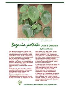 Begonia / Flowers / Leaf shape / Leaf / Botany / Biology / Plant morphology