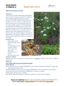 Weed Alert 2012 Wild Carrot (Daucus carota) Chris Evans, River to River CWMA, Bugwood.org  Description