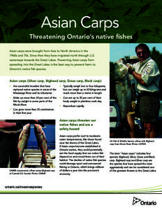 Asian Carps Threatening Ontario’s native fishes Asian carps were brought from Asia to North America in the 1960s and 70s. Since then they have migrated north through U.S. waterways towards the Great Lakes. Preventing A