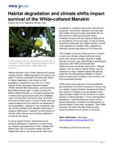 Habitat degradation and climate shifts impact survival of the White-collared Manakin