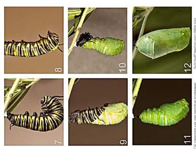 Monarch’s Life Cycle Step by Step NuttinbutPreschool.com #1- A female Monarch butterfly deposits an egg onto the underside of a milkweed (swan plant) leaf. The butterfly usually lays its eggs on leaves but occasiona