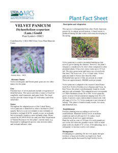 Velvet panicum Plant Fact Sheet