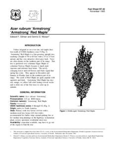 Fact Sheet ST-42 November 1993 Acer rubrum ‘Armstrong’ ‘Armstrong’ Red Maple1 Edward F. Gilman and Dennis G. Watson2