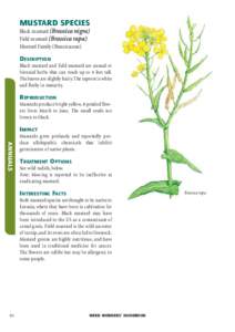 MUSTARD SPECIES Black mustard (Brassica nigra) Field mustard (Brassica rapa) Mustard Family (Brassicaceae) DESCRIPTION Black mustard and field mustard are annual or