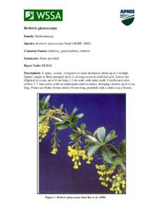 Berberis glaucocarpa Family: Berberidaceae Species: Berberis glaucocarpa Stapf (NGRP, 2002) Common Names: barberry, great barberry, berbere Synonyms: None provided Bayer Code: BEBGL