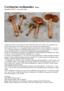 Cortinarius orellanoides  Henry Boujailles, sous picea mêlé.