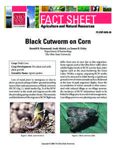FACT SHEET Agriculture and Natural Resources FC-ENT[removed]Black Cutworm on Corn