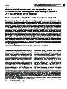 Structural and biochemical changes underlying a keratoderma-like phenotype in mice lacking suprabasal AP1 transcription factor function