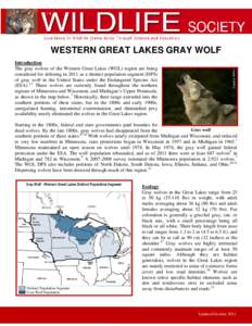 WESTERN GREAT LAKES GRAY WOLF Credit: USFWS Introduction The gray wolves of the Western Great Lakes (WGL) region are being considered for delisting in 2011 as a distinct population segment (DPS)