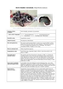 Nematodes / Anguillicoloides crassus / Anguilliformes / Eel life history / Fisheries / European eel / Swim bladder / Round goby / Eel / Fish / Anguillidae / Ichthyology