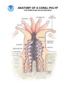 Labeled Coral Polyp Diagram