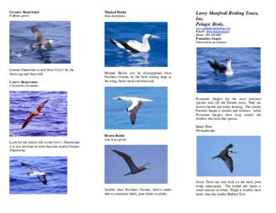 Birds of Western Australia / Puffinus / Shearwaters / Great shearwater / Biota / Bridled tern / Fauna of Africa / Tern / Sooty tern / Sterna / Calonectris / Manx shearwater