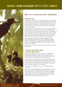 Birds of Western Australia / Birds of New Zealand / Australian Magpie / Cracticidae / Magpie-lark / Pica / Bird / Noisy Miner / Masked Lapwing / Birds of Australia / Corvida / Neognathae