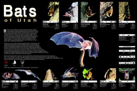 Bats o f U t a h Eptesicus fuscus Big Brown Bat