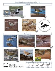 Shorebirds Frequently Observed in PEI Plovers Black-bellied Plover Semipalmated Plover Bill orange with